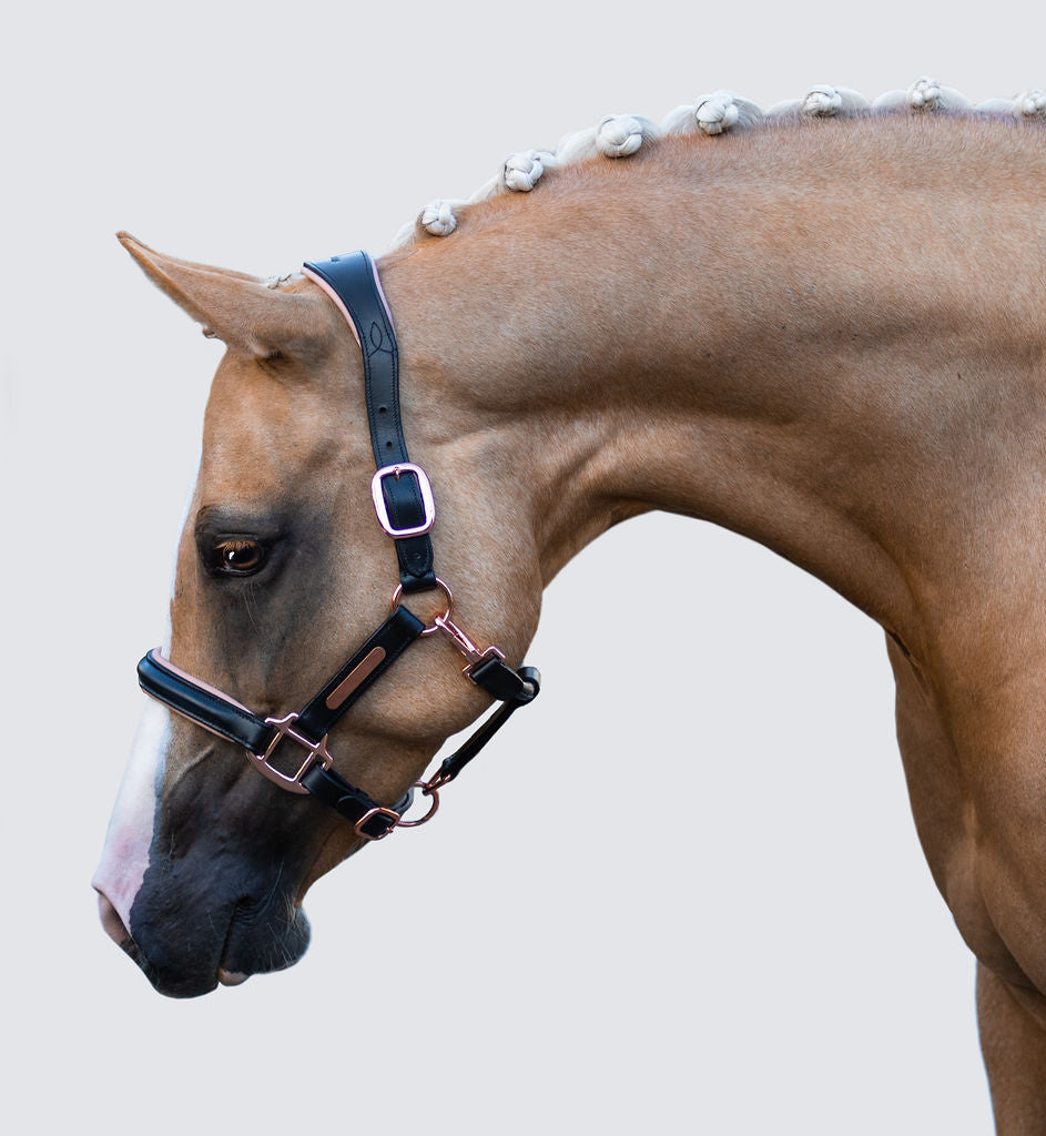 Hollywood' Pony Leather Halter