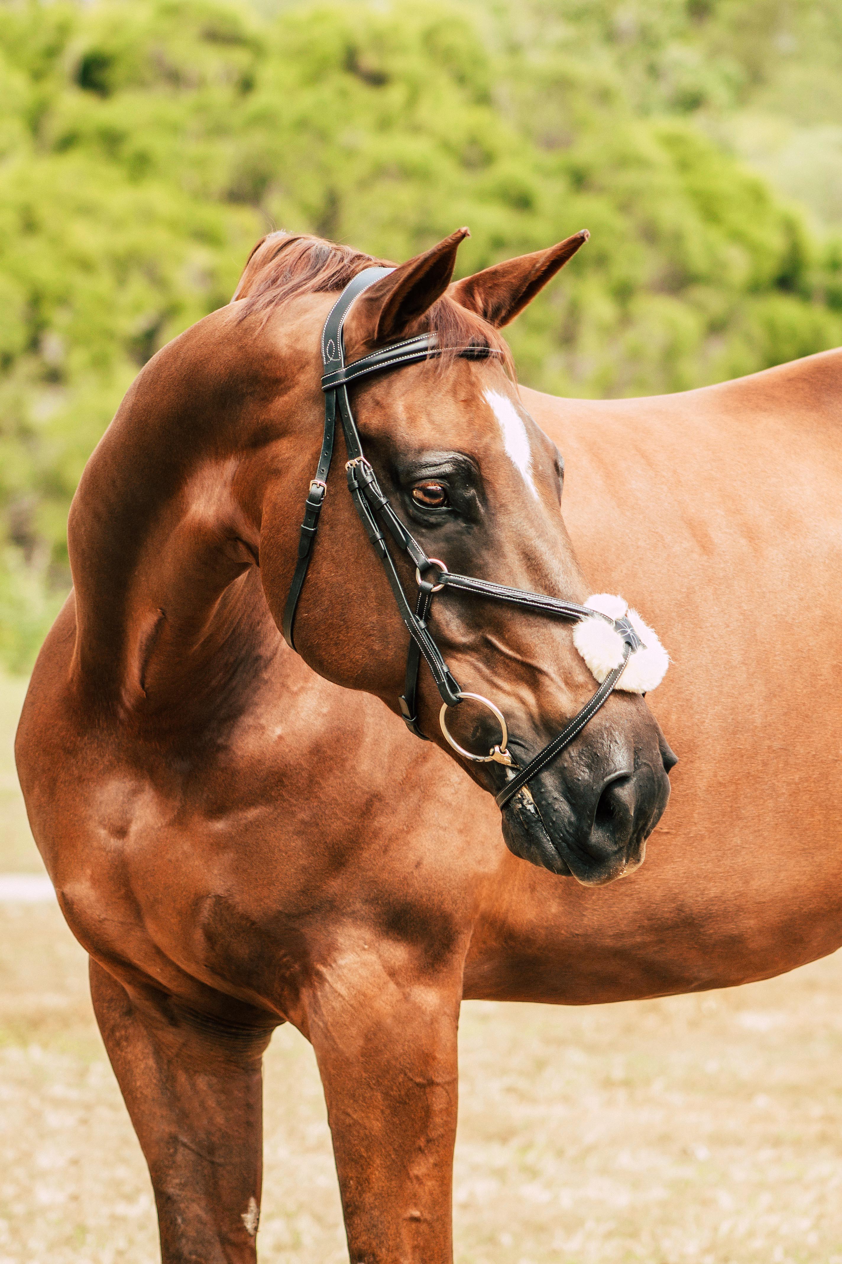 Ava' Grackle Sheepskin Bridle