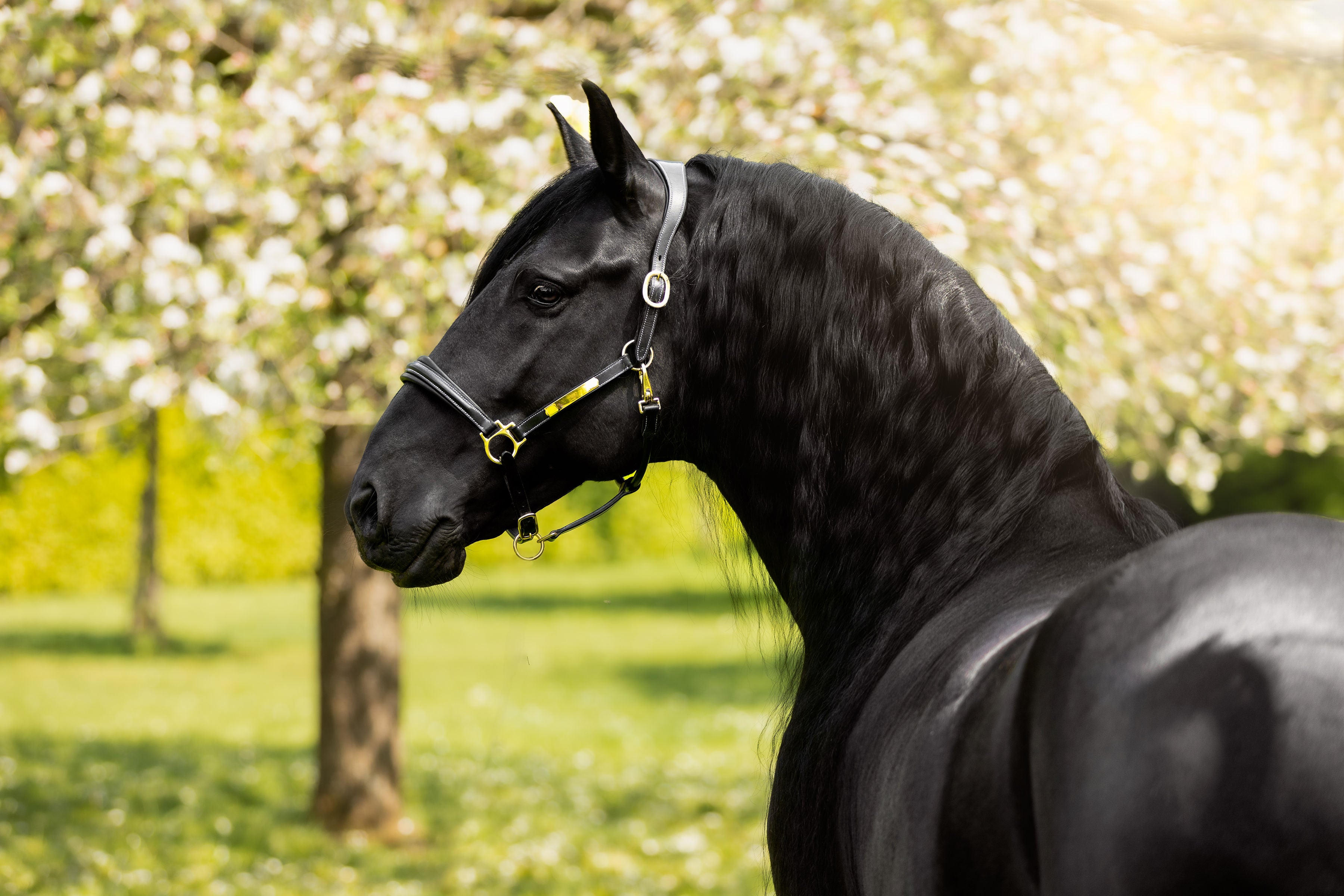 Bella' Leather Halter