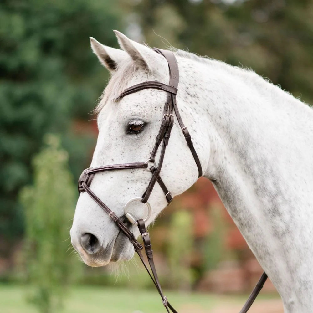 Ava' Grackle Bridle