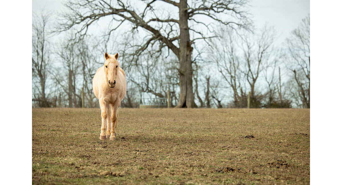 Identifying and Preventing the Toxin Equine Botulism - Debbie Elliot