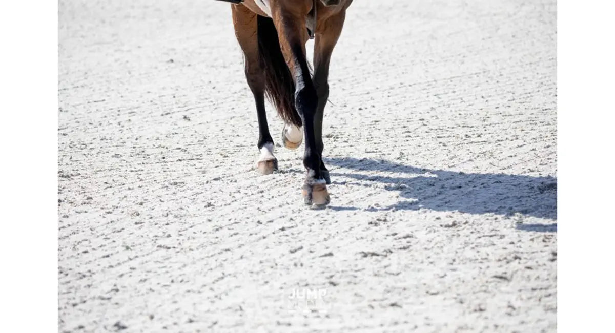 Horse Health Series: Caring for the Senior Sport Horse - Liz Ruggiero