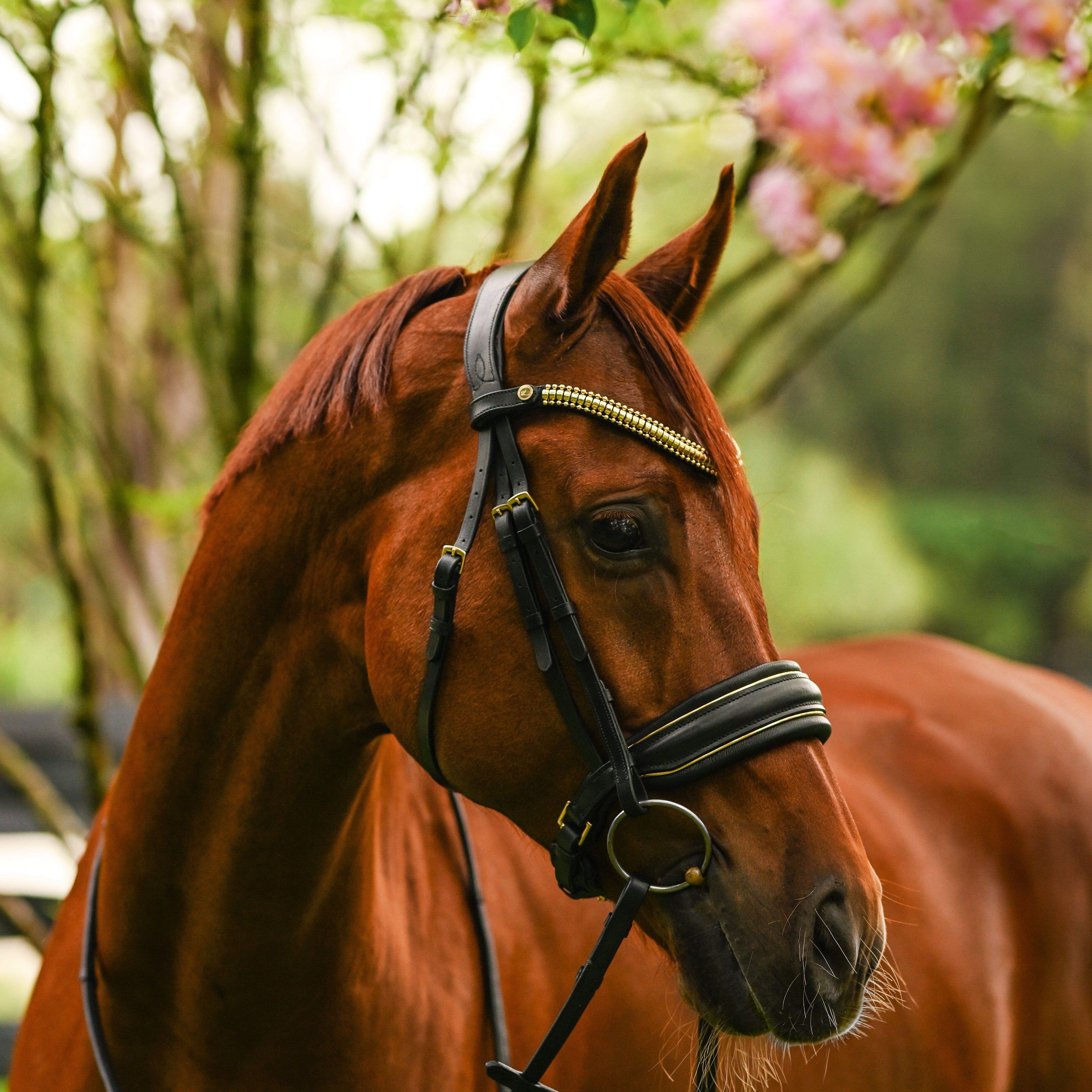 Delta Cavesson Bridle