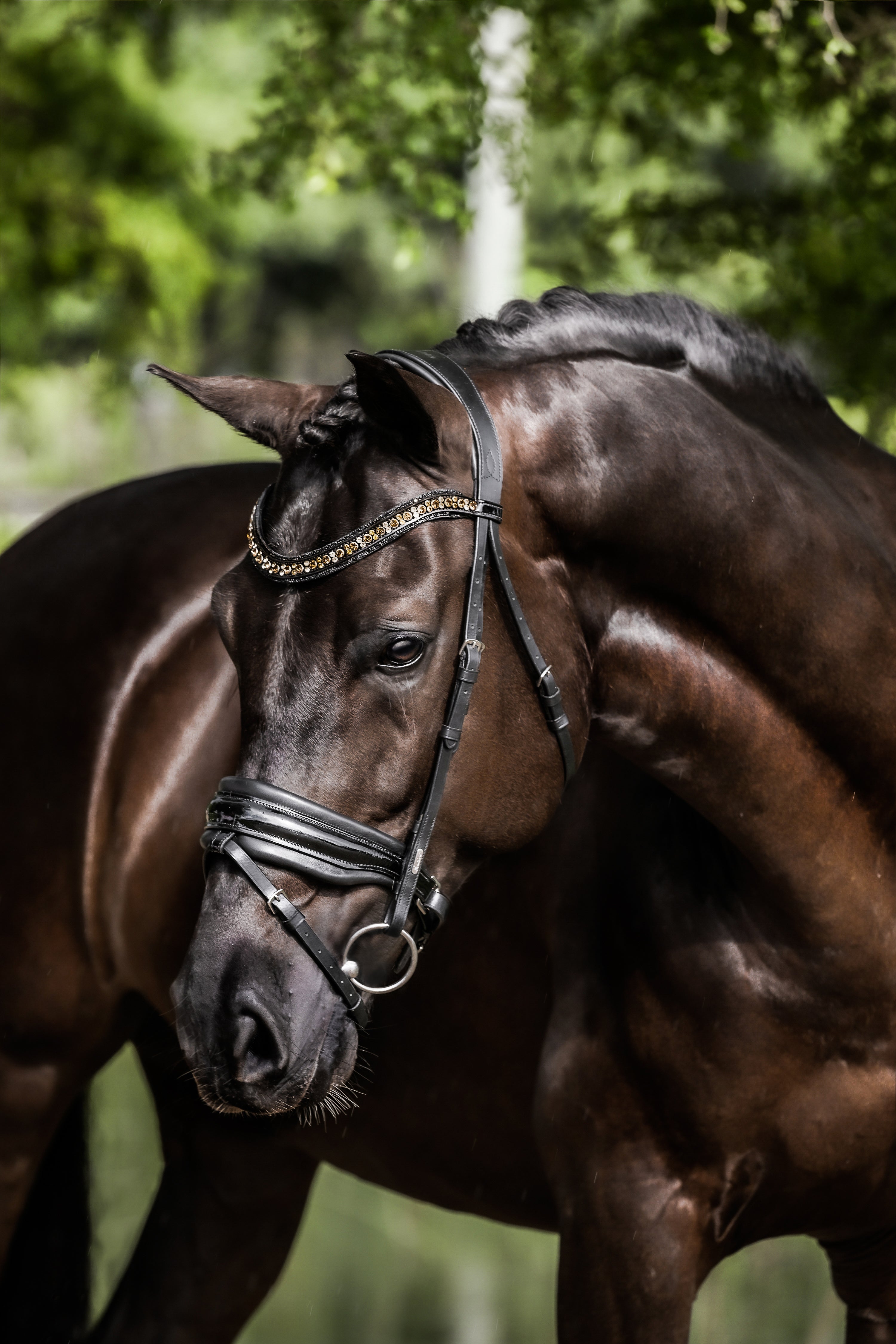 Ariana' Hanoverian Bridle