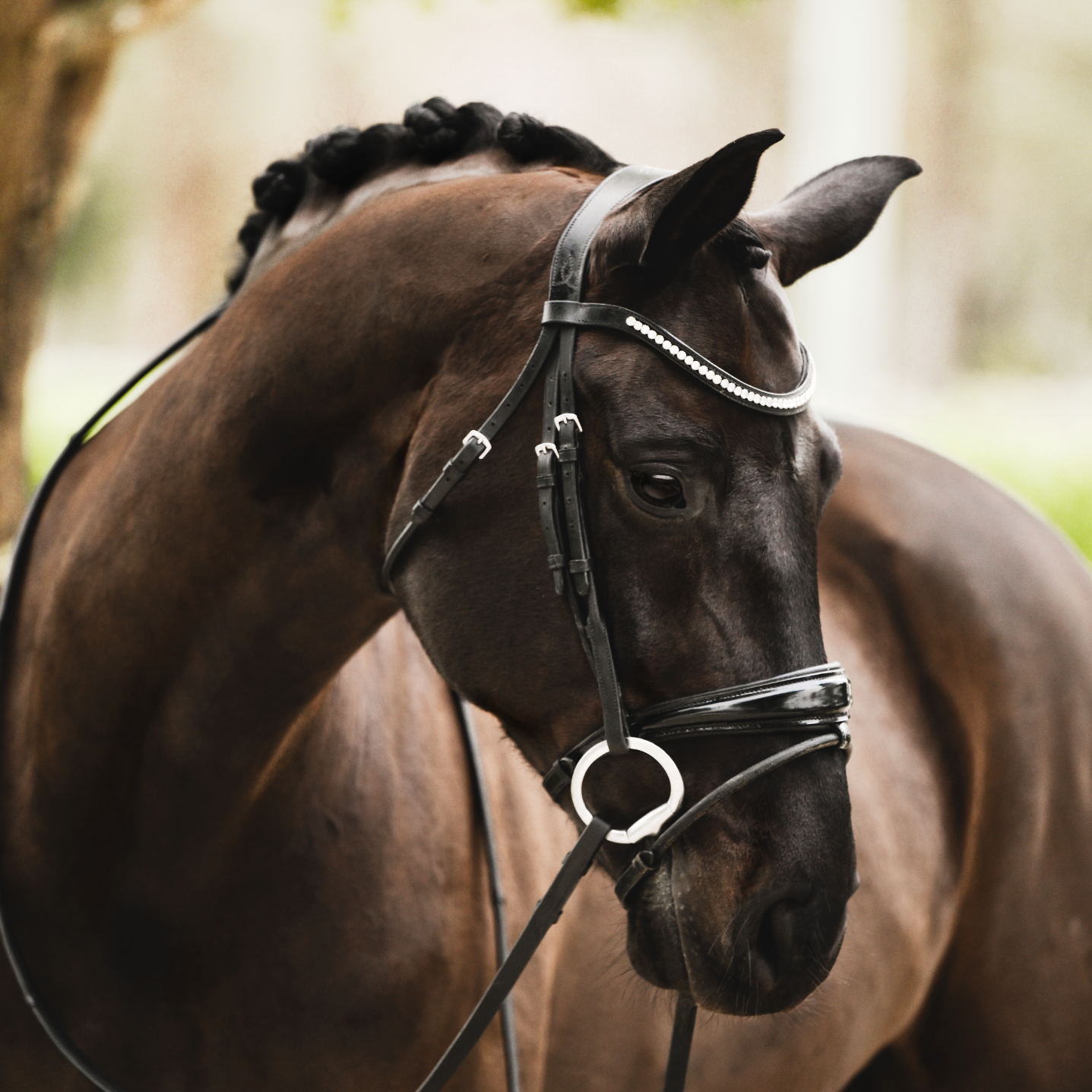 Aurelie' Hanoverian Flat Leather Bridle