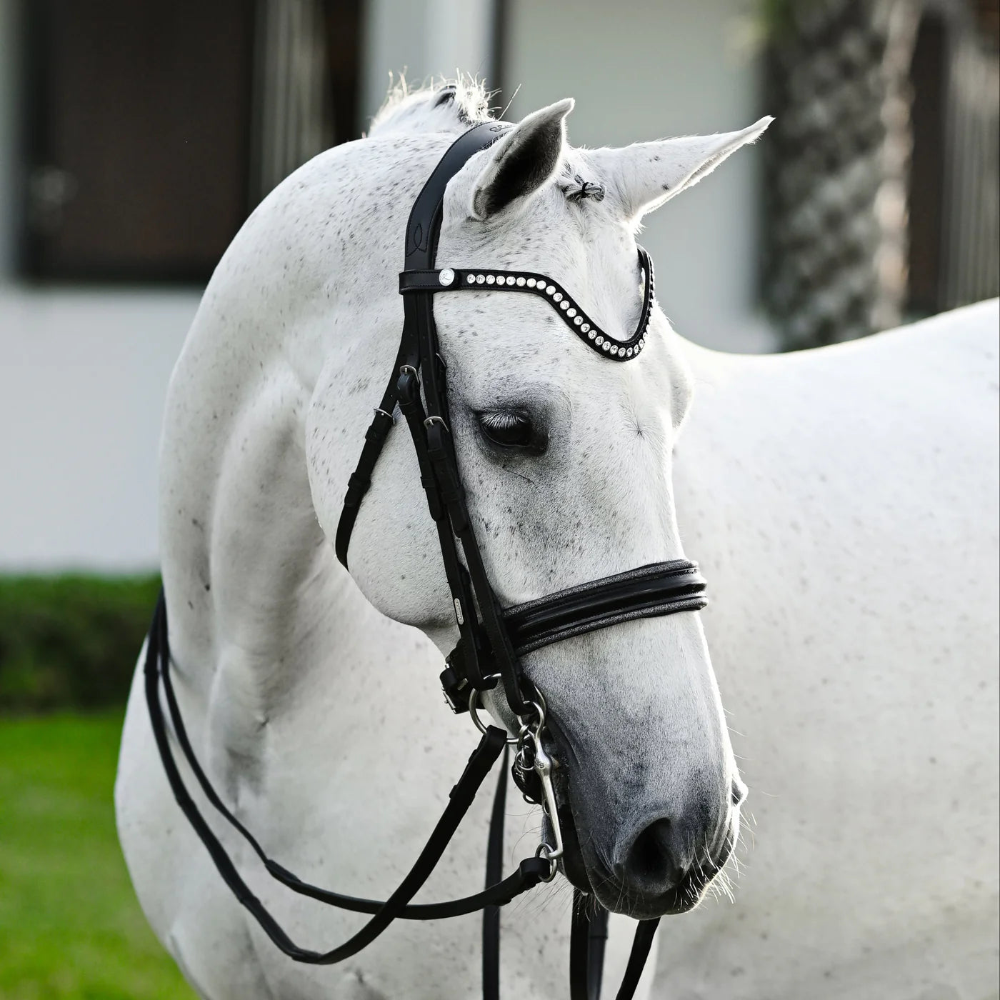 Saphira' Double Bridle